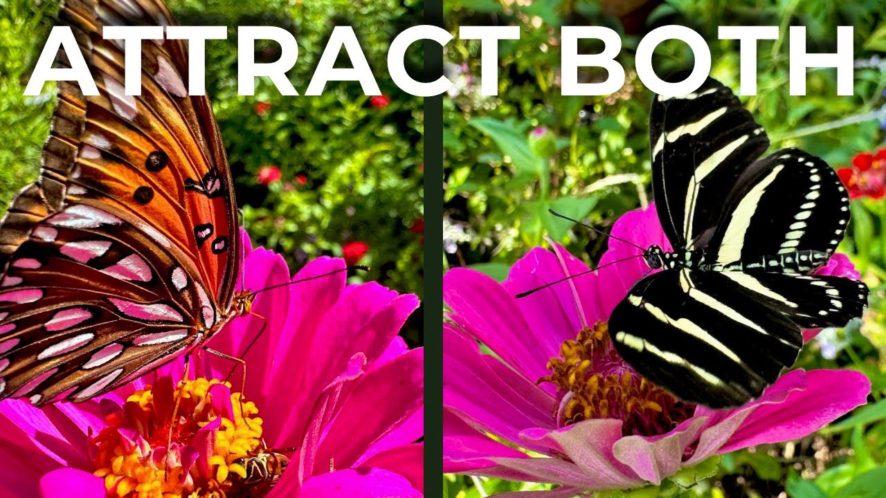 How to Attract Zebra Longwing & Gulf Fritillary Butterflies (Host Plant Guide)