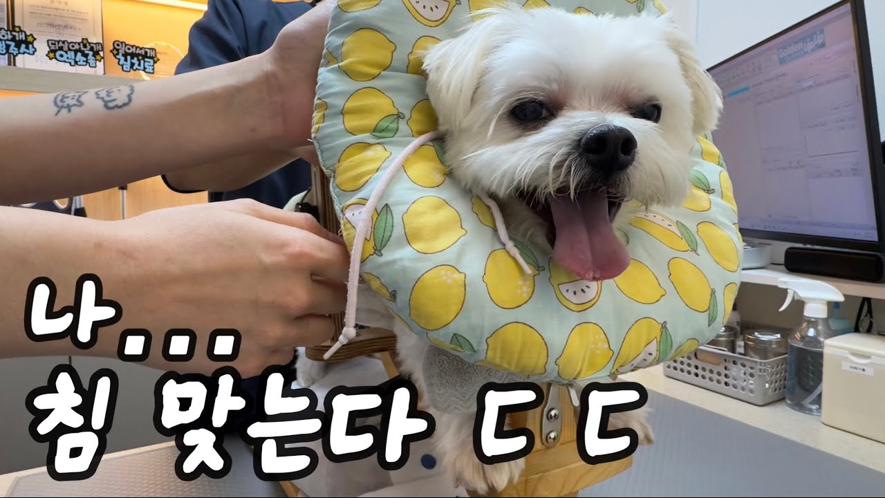  강아지관절염l침치료l한걸음더재활동물병원l11살강아지