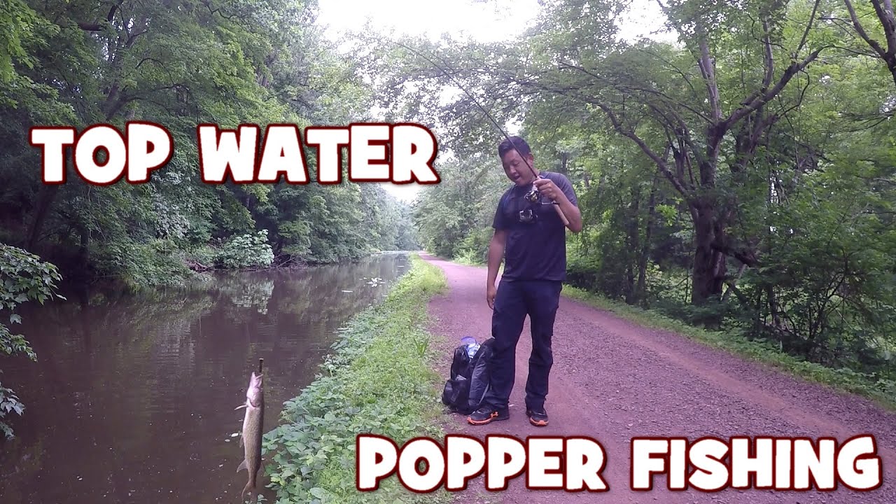 TOP WATER Fishing the DELAWARE CANAL w/ the CAPERLAN POPPER!!!