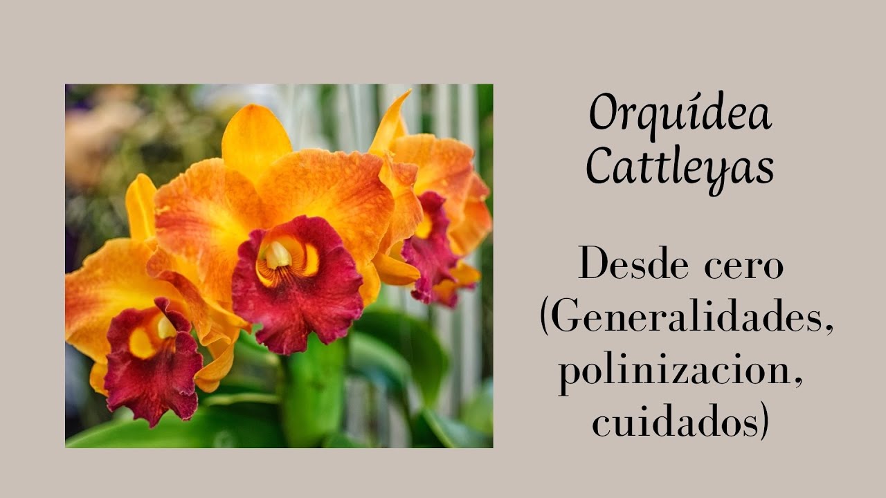Orquídea cattleya desde cero: (cuidados, generalidades y polinización) 