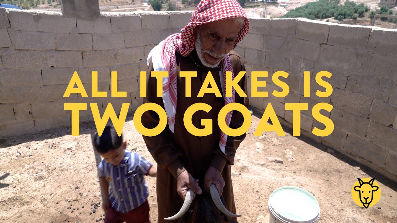 How two goats can help Syrian refugees build a better future