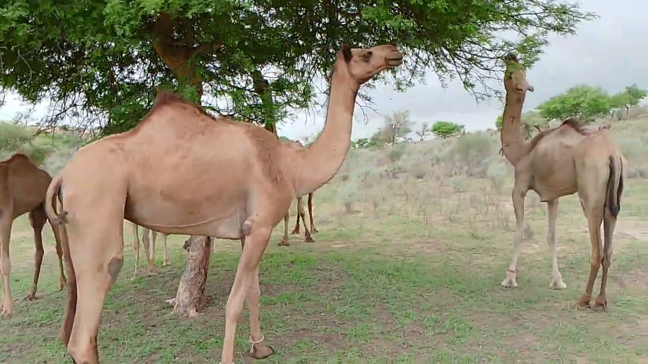 A group of camels is grazing on trees in the desert area