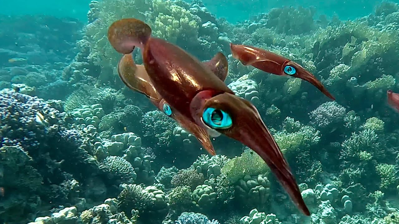 Abu Dabbab Bay - Riffkalmar - o5.2o23 #underwater #nature #highlights