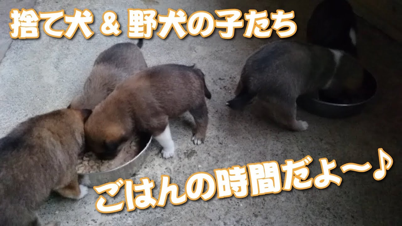捨て犬&野犬の子たち ごはんの時間だよ～♪