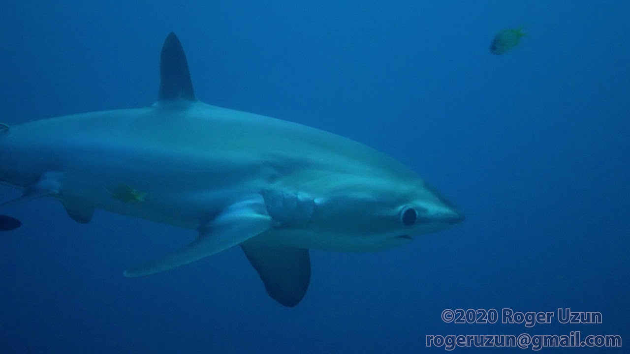 HDObservations : Thresher Shark (4K UHD)