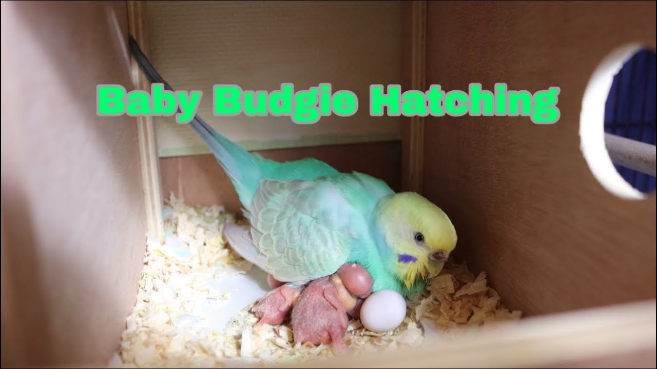 Baby Budgie Hatching