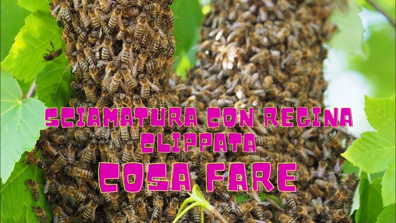 Sciamatura - COSA FARE QUANDO LA REGINA E' CLIPPATA