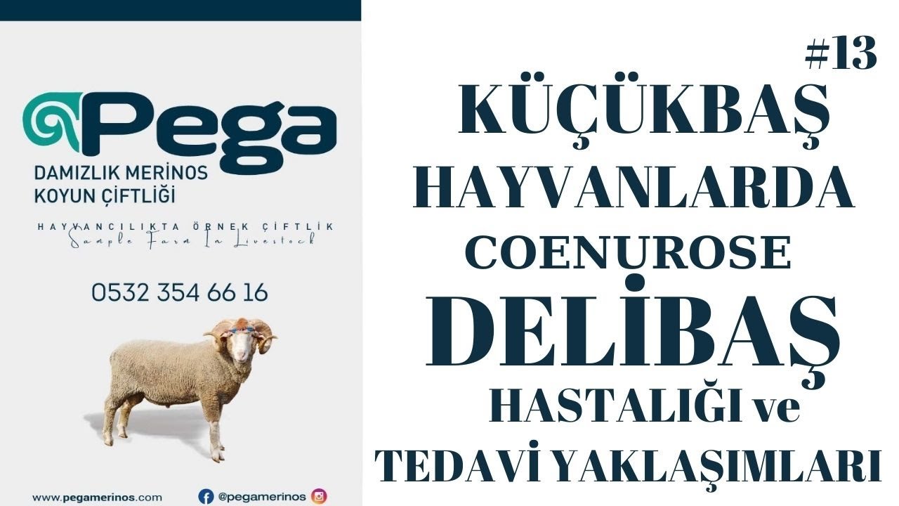 KÜÇÜKBAŞ HAYVANLARDA (COENUROSE) DELİBAŞ HASTALIĞI