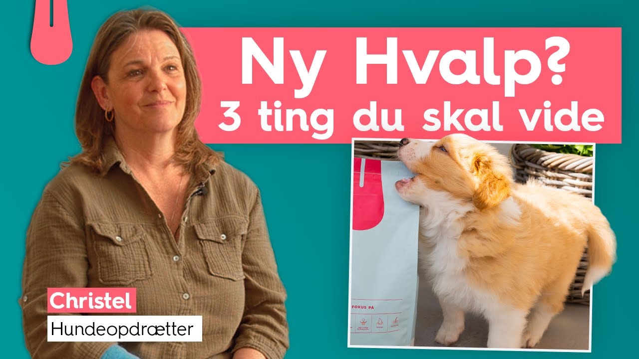 3 ting DU skal vide inden du f&aring;r hvalp | Vuffeli