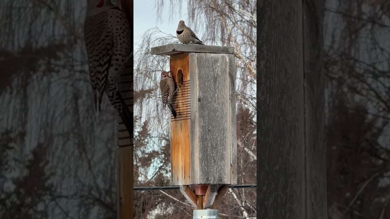 Northern Flicker Courtship Dance! + The 