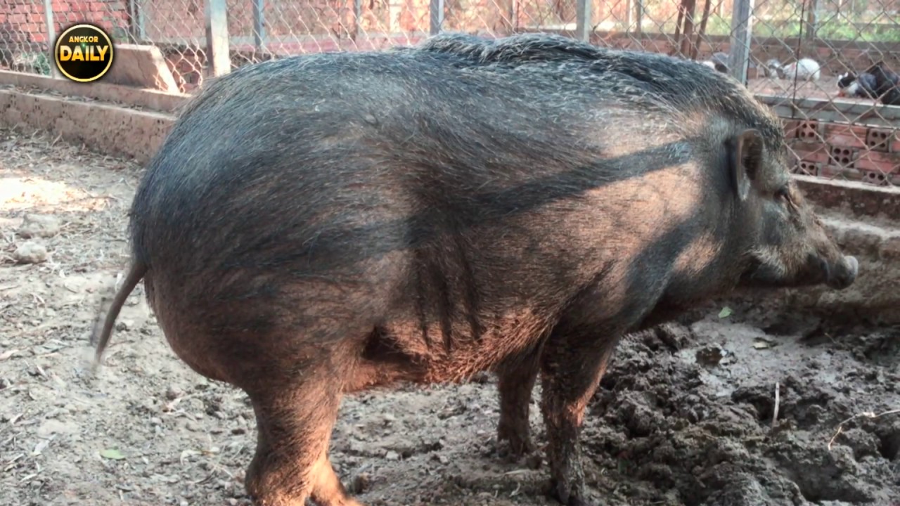 Feral Swine​ arrested Pets ​ [Angkor Daily]
