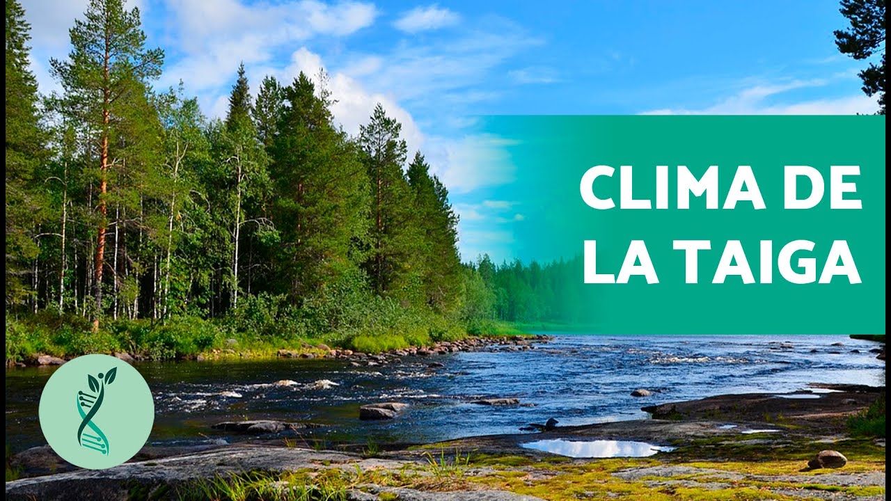¿QUÉ es la TAIGA? ❄️ (Qué es, Flora y Fauna, Paisaje y Clima)