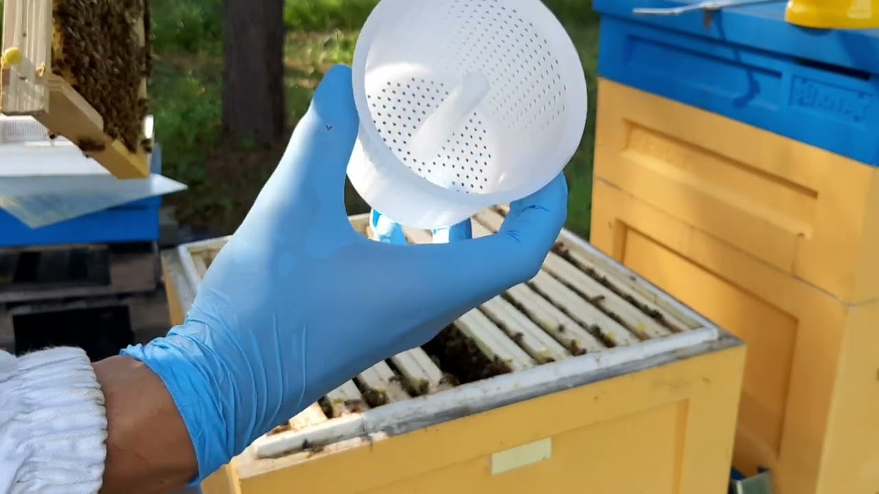 Flotacja diagnozowanie rodzin pszczelich, Warroza diagnostyka