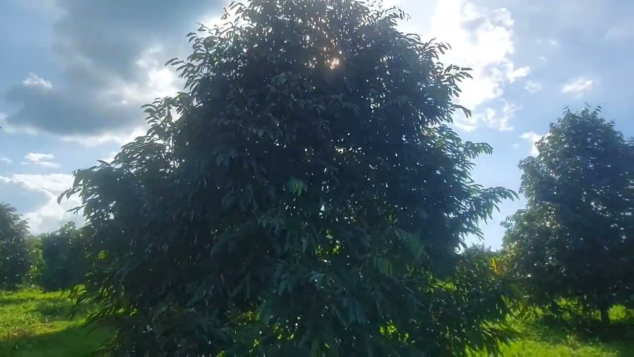 Bán vườn sầu riêng thái .mặt đường bê tông. Có nhà xây .điện nước đầy đủ . Dt 1,3ha 