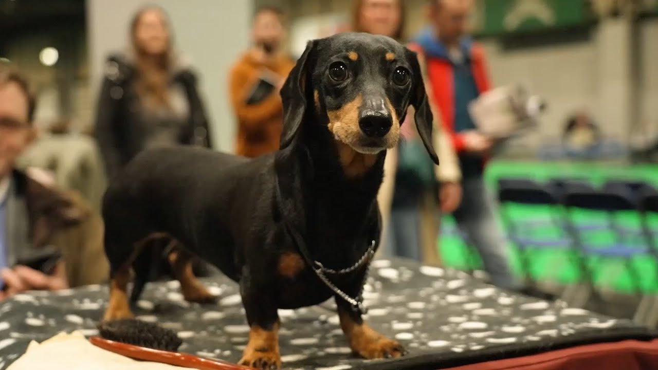 From Newcastle to Crufts: How Geordies are responsible for the world’s biggest dog show