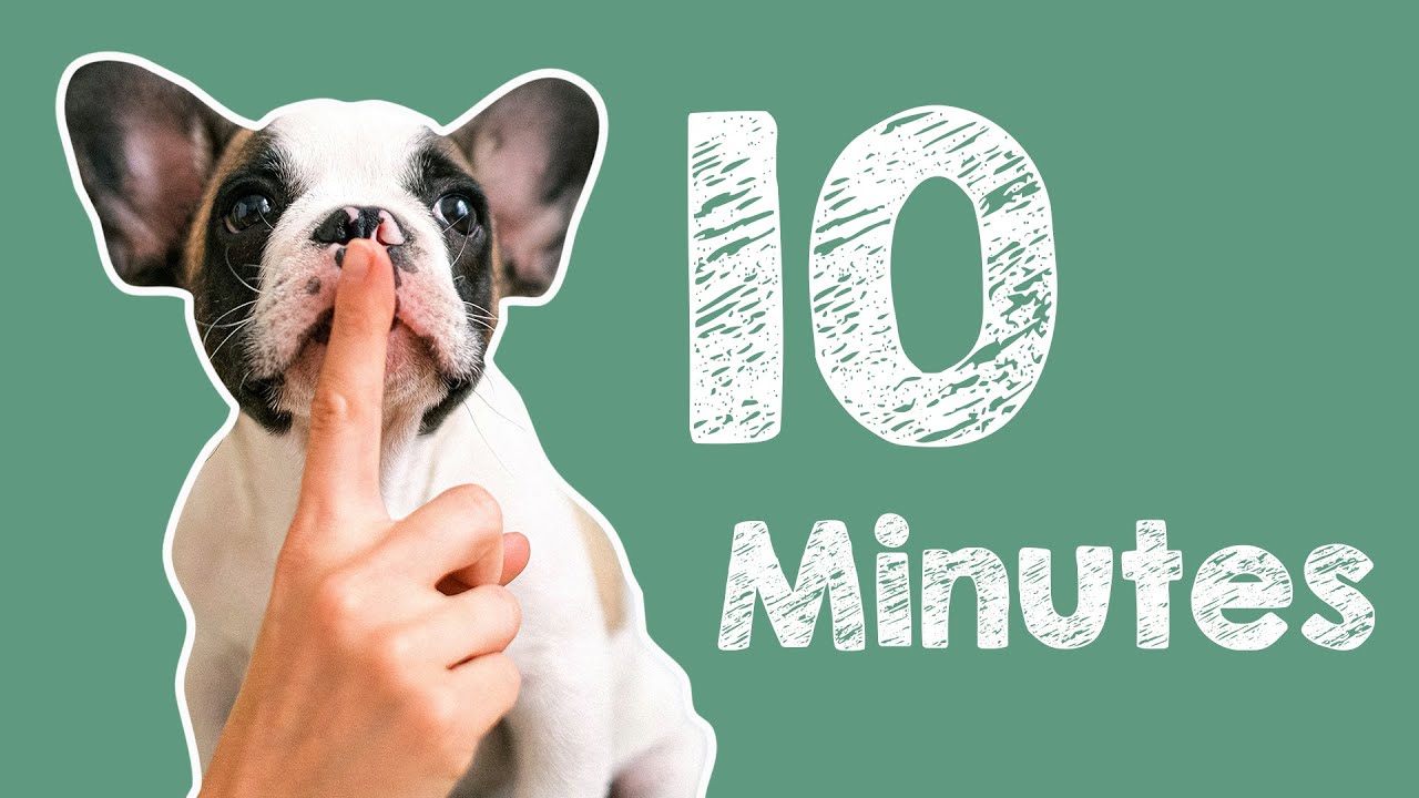 10 Minute Timer - Barking Dog Alarm