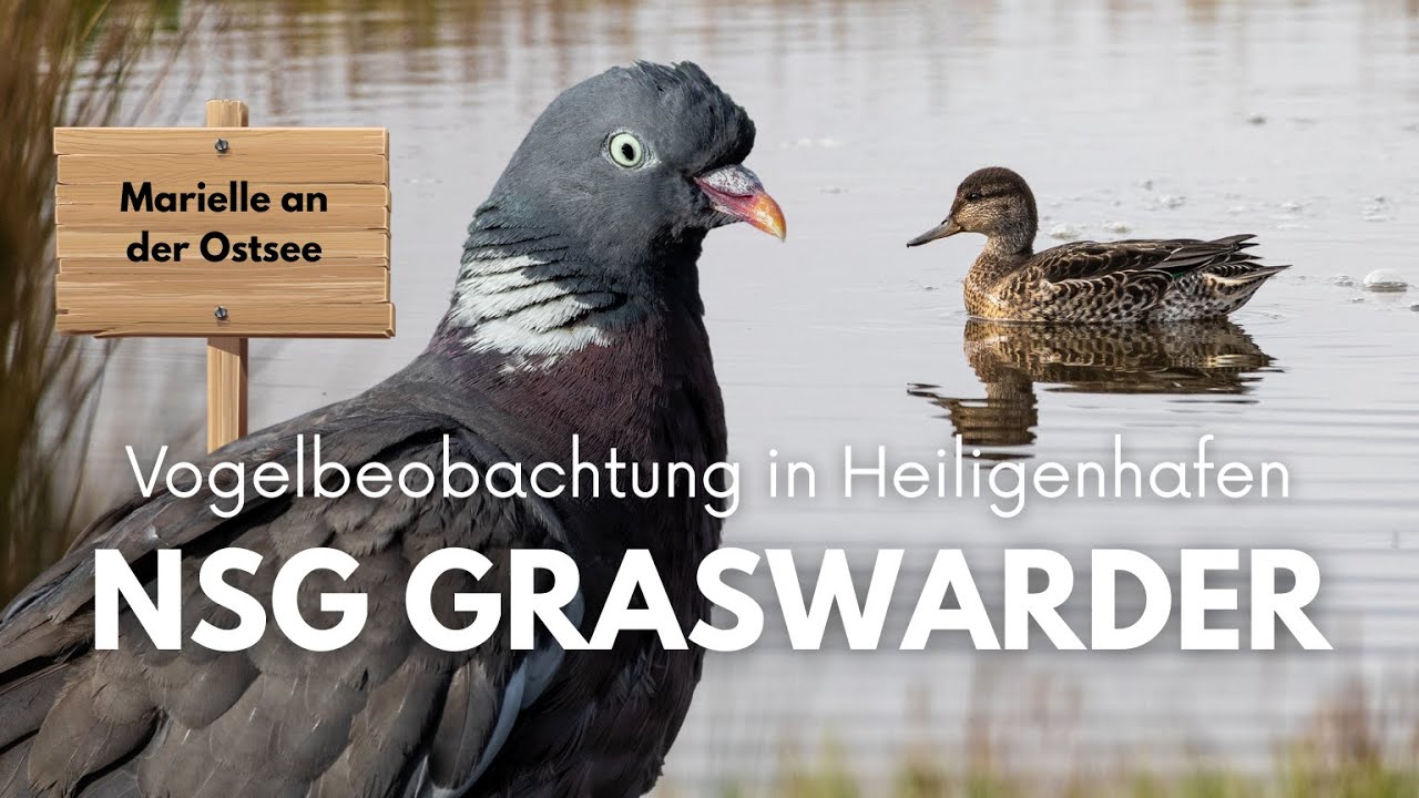 Eine Woche Ostsee 🦆 Vogelbeobachtung am Strand von Heiligenhafen & im Naturschutzgebiet Graswarder