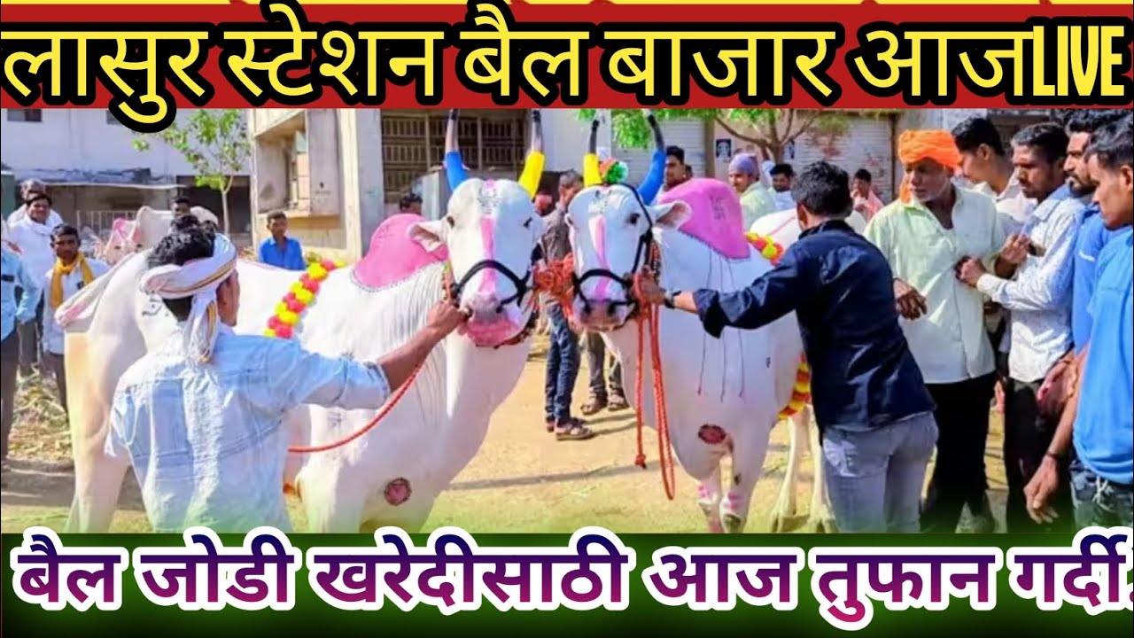 Lasur station bail bajar|lasur station bail bazar video|बैल जोडी चे व्हिडिओ|बैल बाजार आज लाईव्ह|