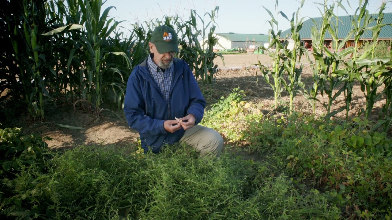 Domestication of Tepary Bean | Colorado Field Crop Tour