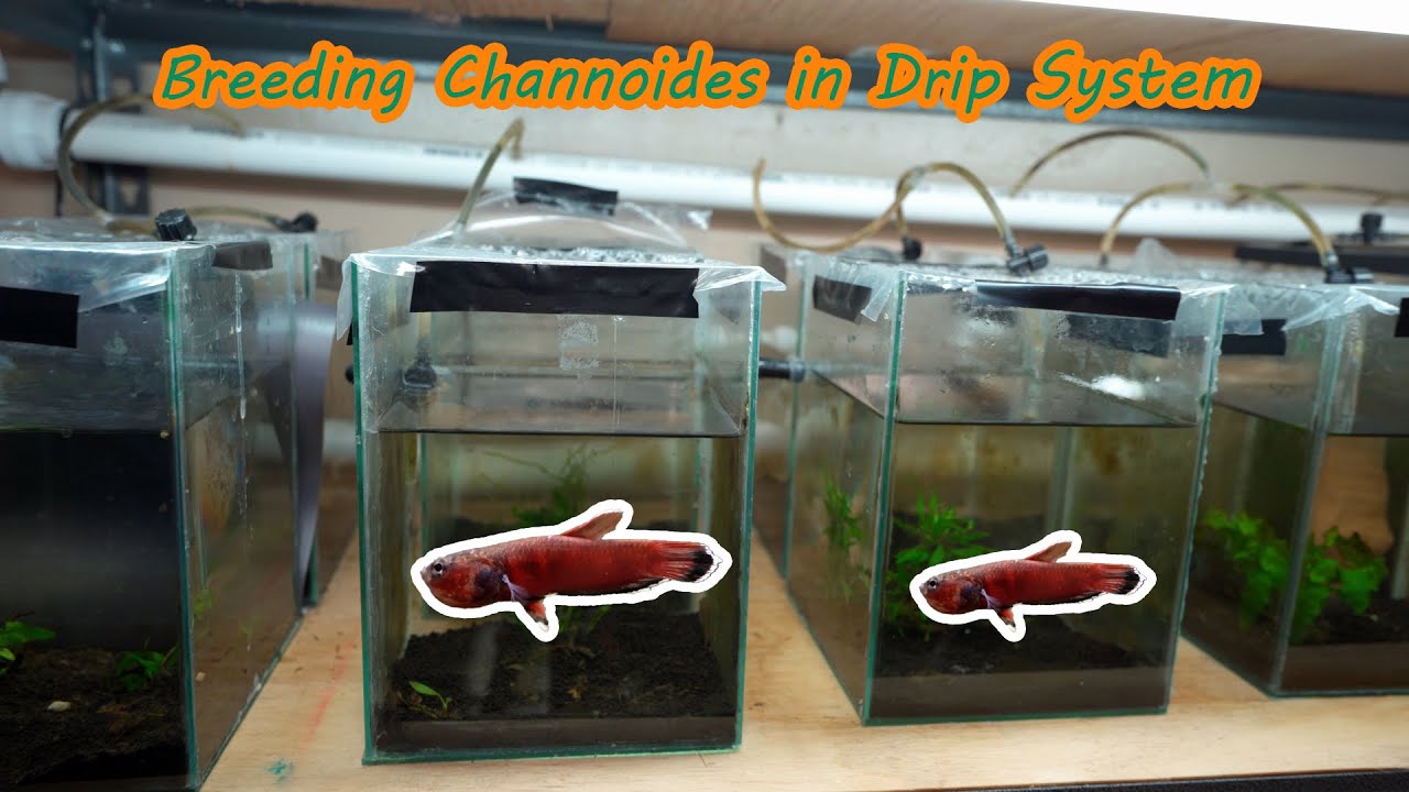 Breeding Betta Channoides in Drip system??