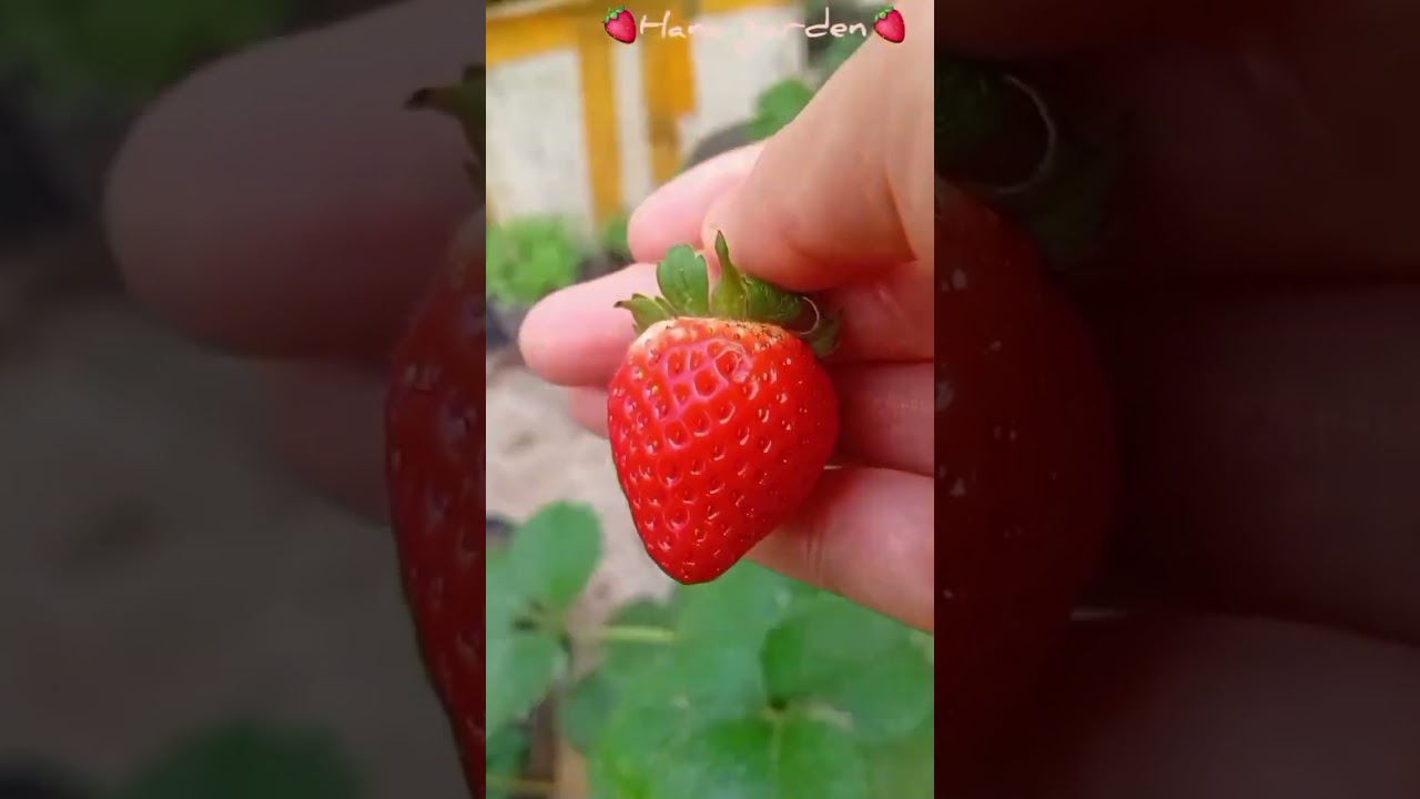 🌱Mẹo hay chăm cây- Dâu tây🍓- Phần1+Phần 2 #dâutây #strawberry #Meohaychămcây #hanagarden