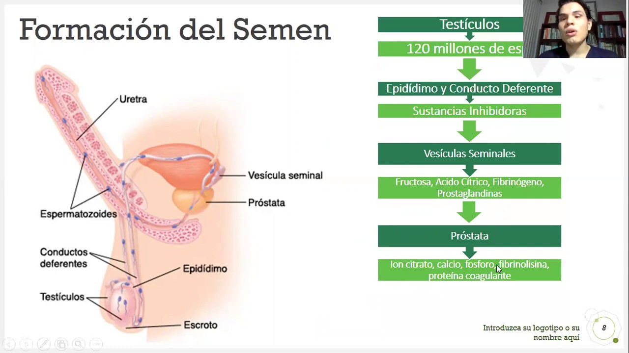 Fisiología Aparato Reproductor Masculino