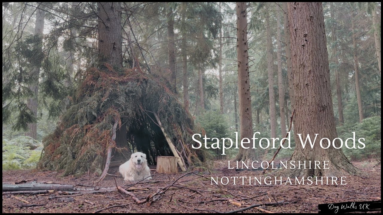 Stapleford Woods｜Dog Walking Route｜4K