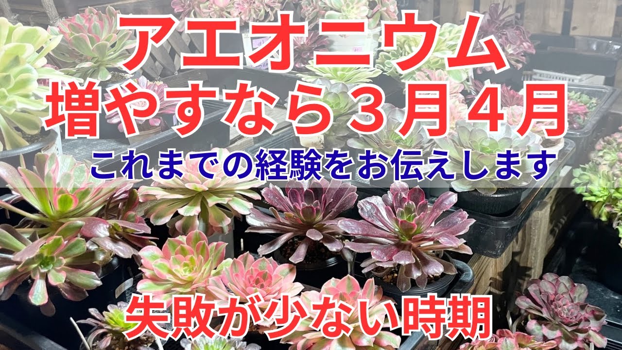 【アエオニウム】時期を逃すな！ 増やすなら今 ３月４月 最高の時期  多肉植物 アエオニウム 園芸 ガーデニング