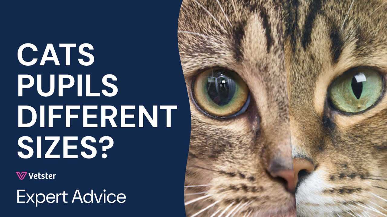 Why Are My Cat’s Pupils Different Sizes? Anisocoria, Mydriasis, and Miosis Explained