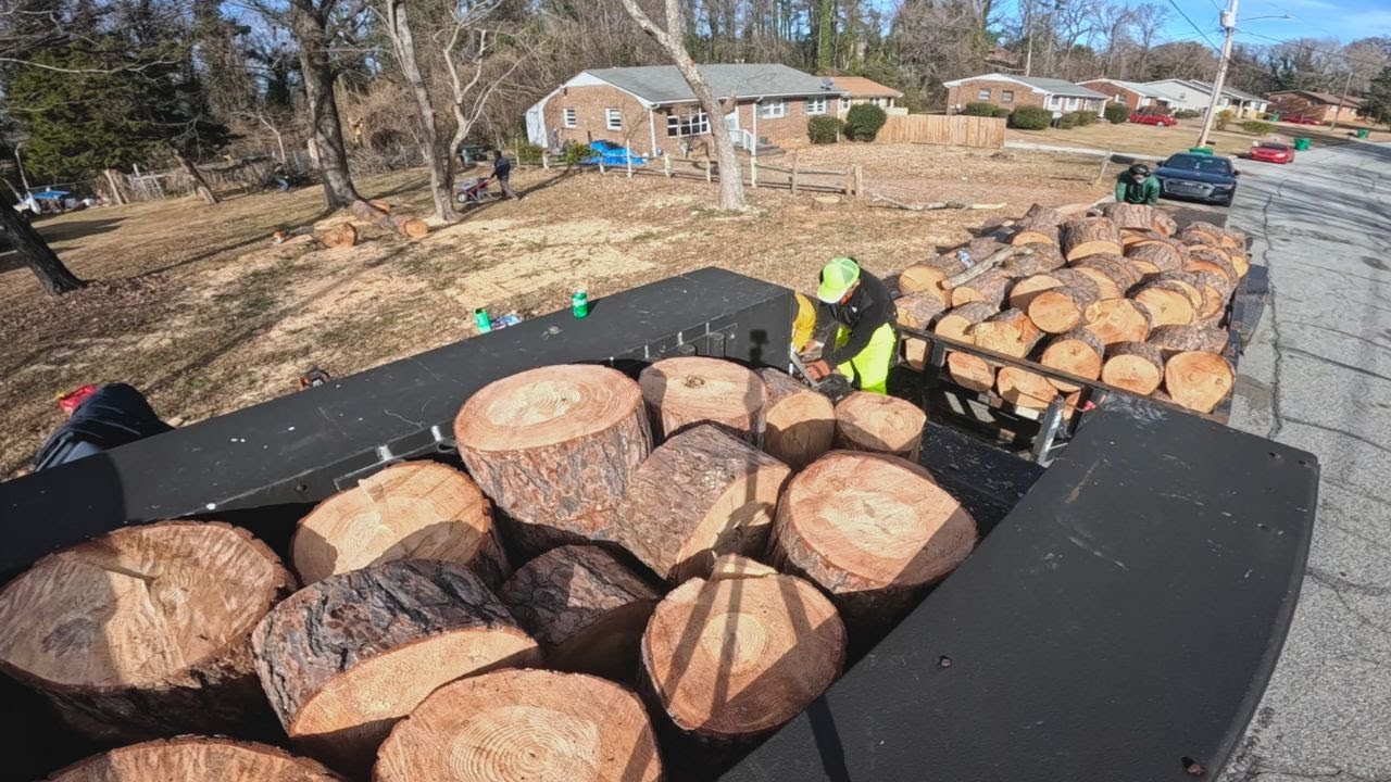 Cutting and hauling pine firewood