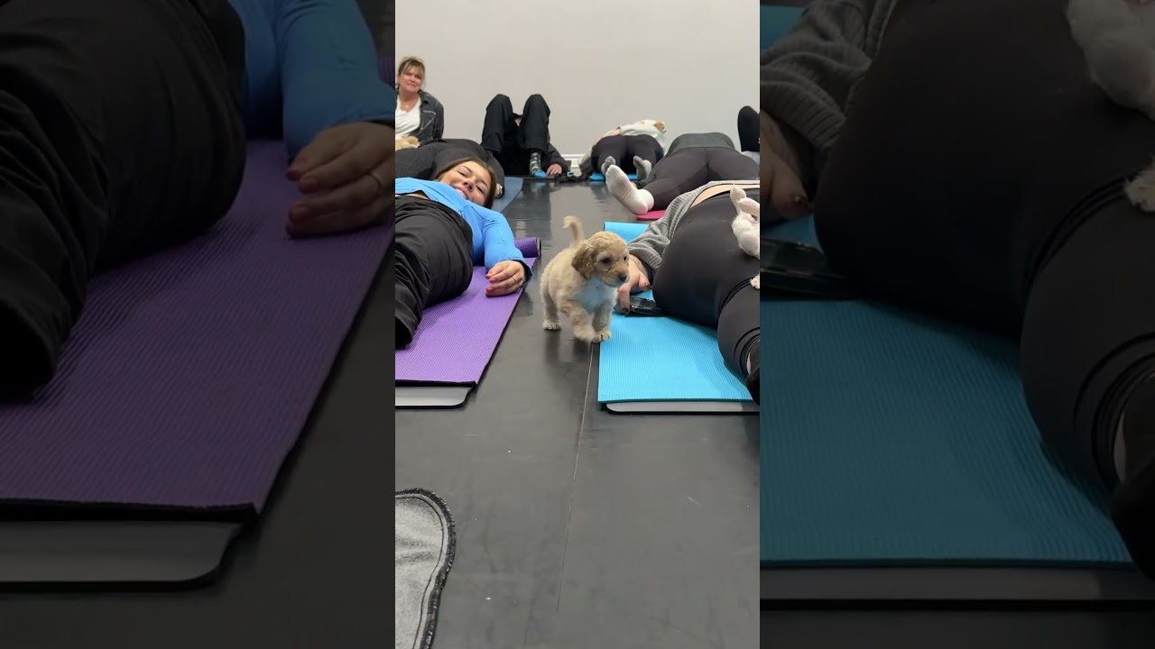 One puppy nailed the chill vibes, the other&rsquo;s running laps&mdash;classic yoga moods! Which one are you?