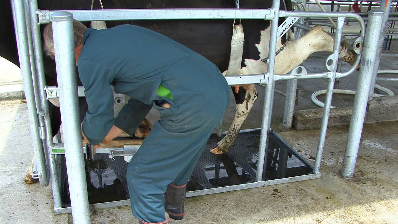 The Wrangler -  NZ's Specialist Hoofcare Manufacturers