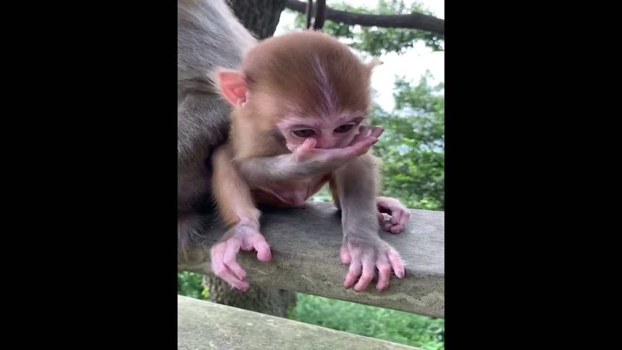 Best Monkey Baby monkey Animals monkeys Cute Monkey videos