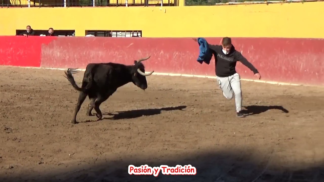 Suelta de vacas de la ganaderia  Julio de la Puerta