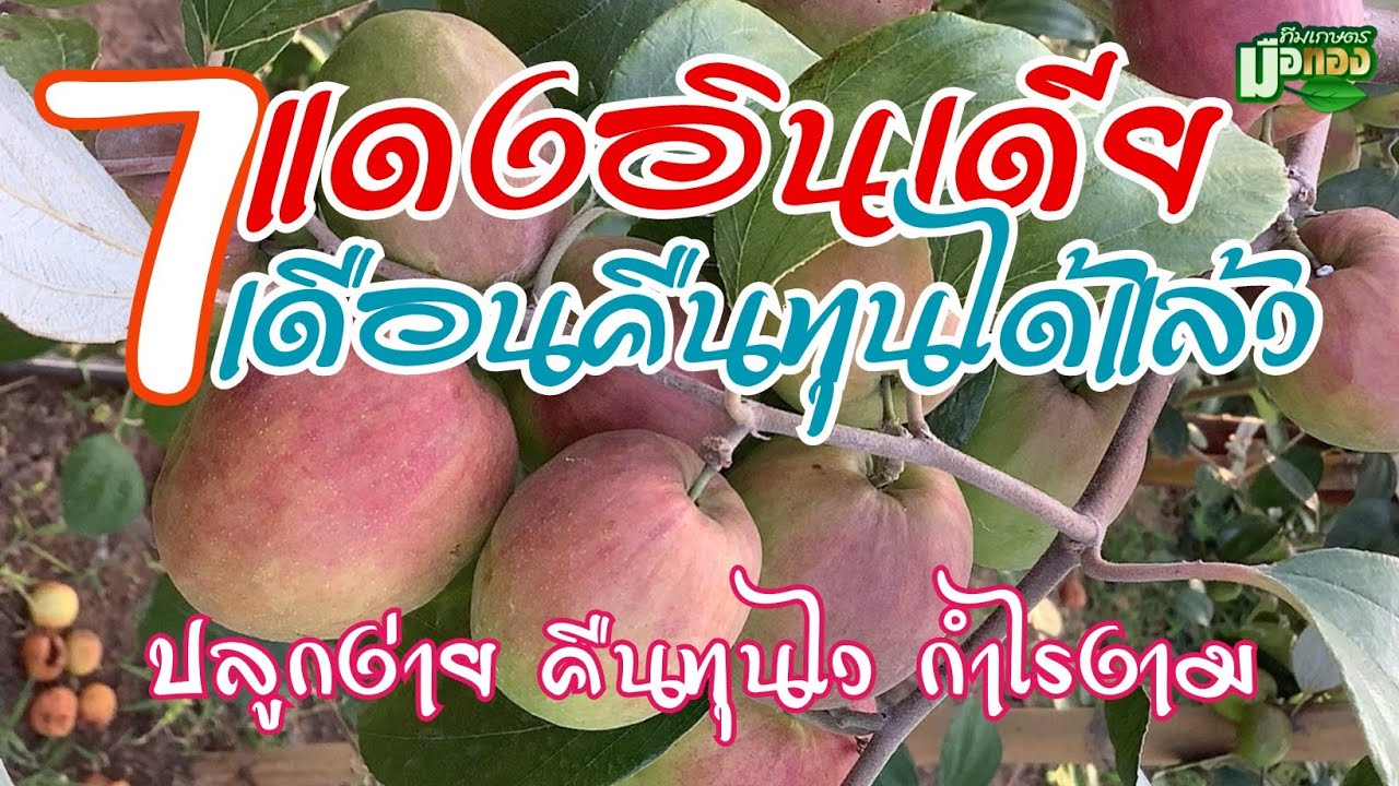 พุทราแดงอินเดียปลูกง่าย รายได้งาม 7 เดือนคืนทุน จากสวนปารินทร์ อ.คง โคราช @teamkasetmeuthong