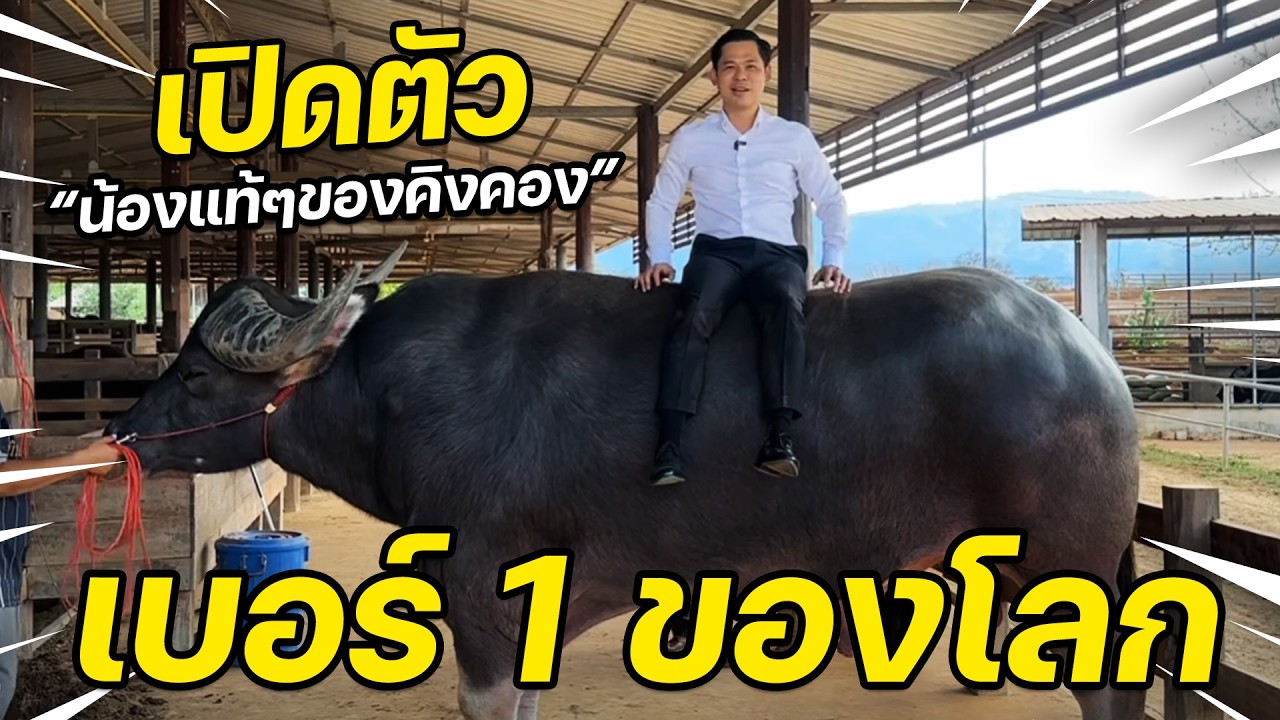 ที่แรกของประเทศไทย เปิดตัว “น้องแท้ๆของคิงคอง”ควายเบอร์ 1 ของโลกที่เพิ่งคลอดออกมา