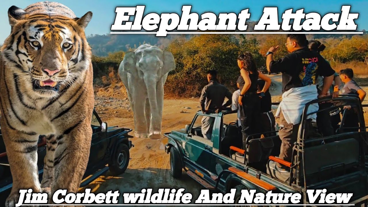 Jim Corbett National Park | Jhirna Zone Jungle Safari | Monkey Alarm Call | Elephant Sighting