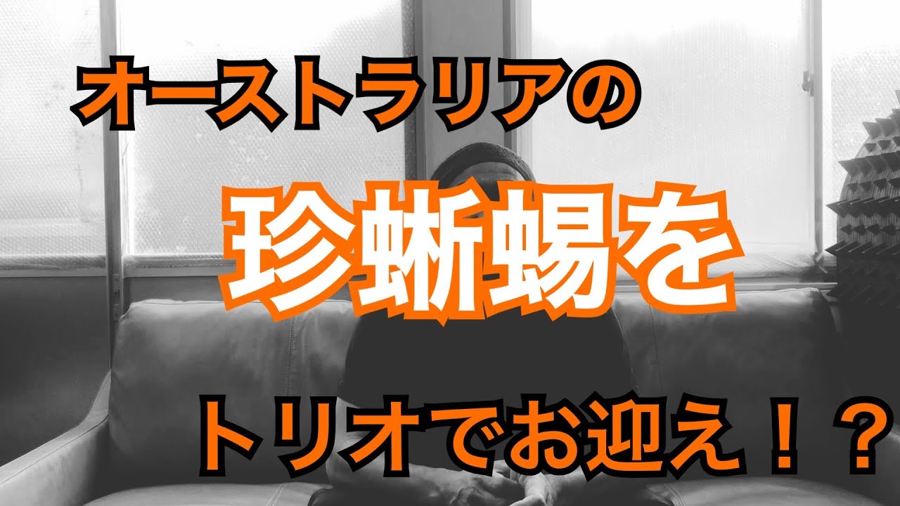 オーストラリアの珍蜥蜴をトリオでお迎えしました！！！