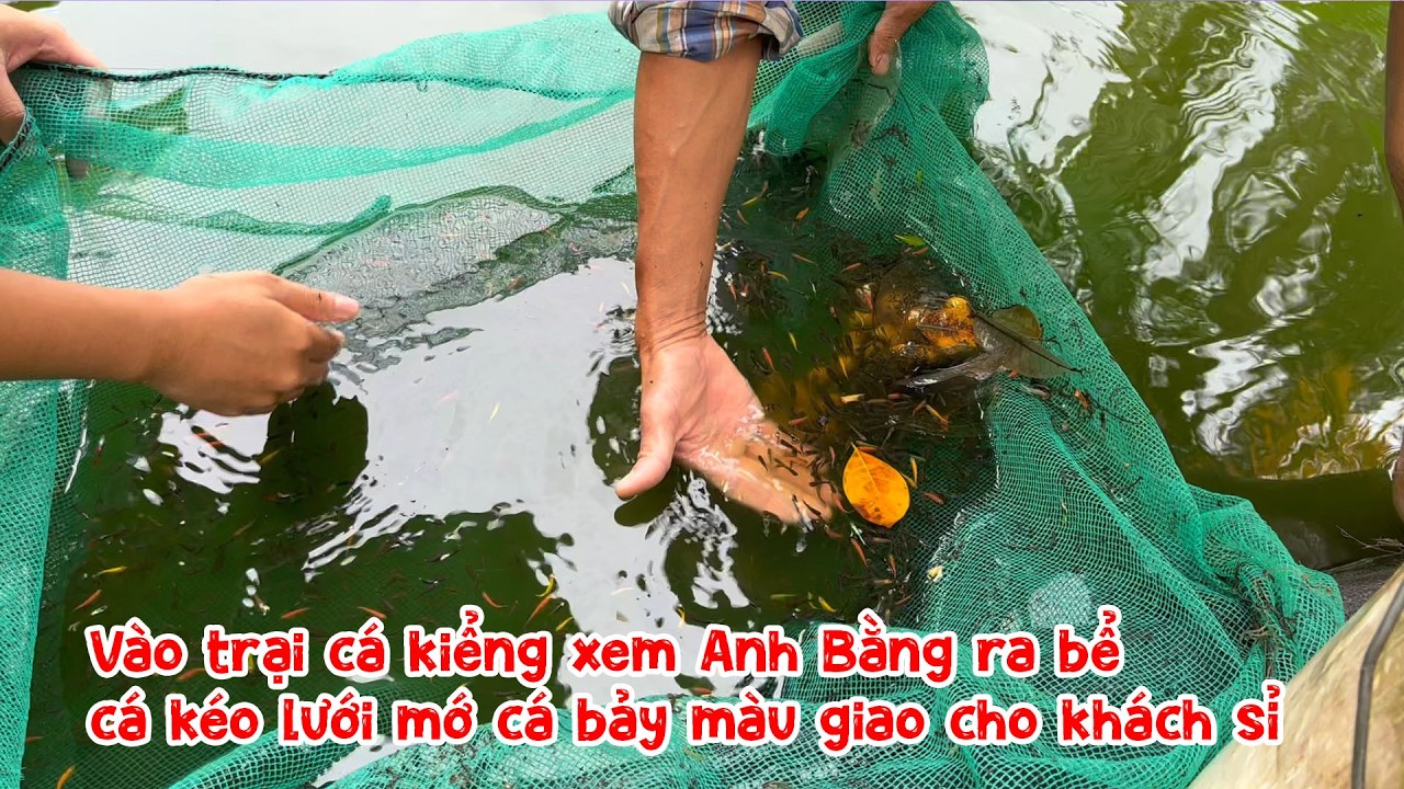 Vào trại cá kiểng xem Anh Bằng ra bể cá sau nhà, kéo lưới mớ cá bảy màu giao cho khách sỉ