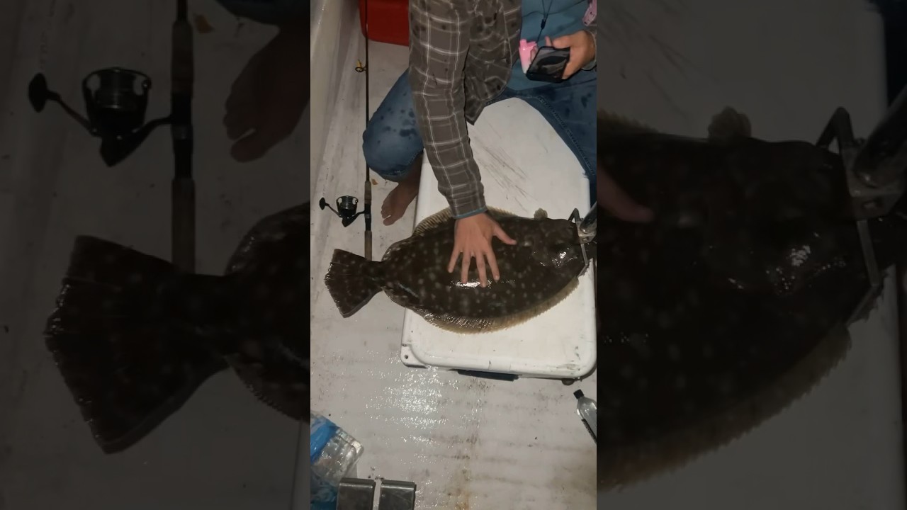 Monster flounder #fishing #giant #flounder #commercialfishing #spearfishing #atlantic #florida
