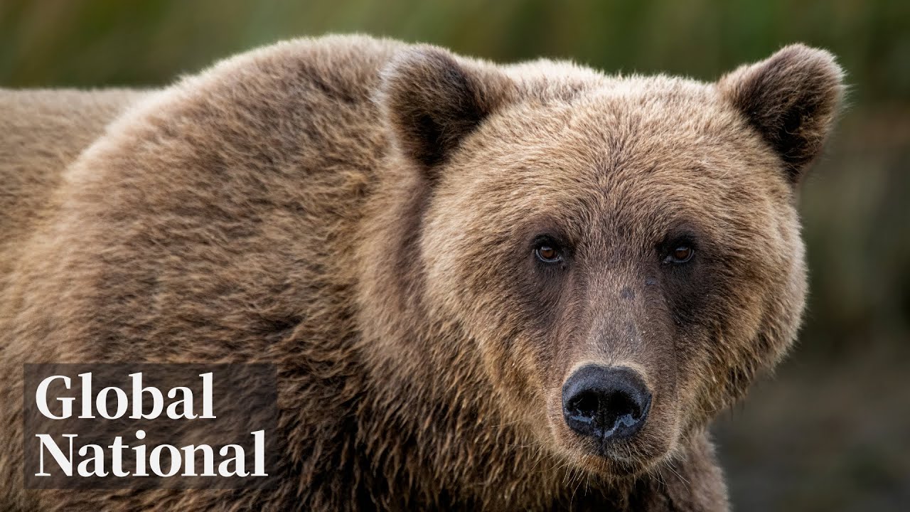 Global National: Nov. 23, 2025 | Bella Coola bear attack sparks calls to rethink hunting ban