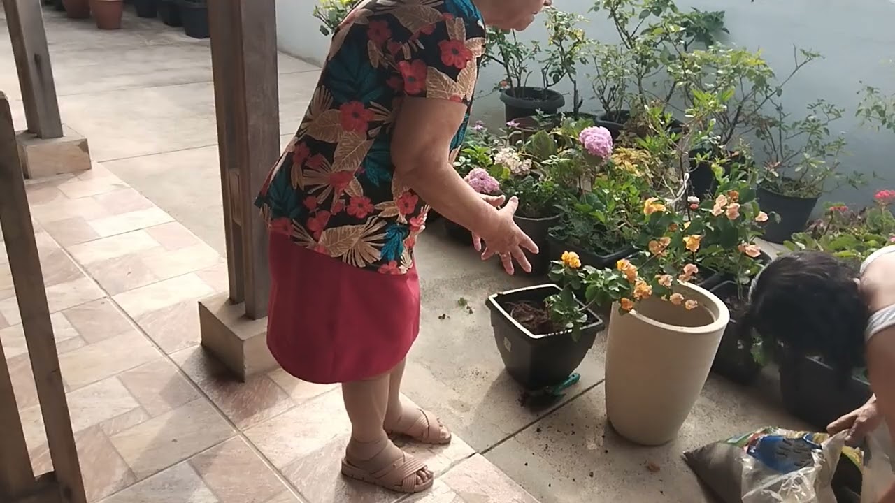 Replante da burgavile