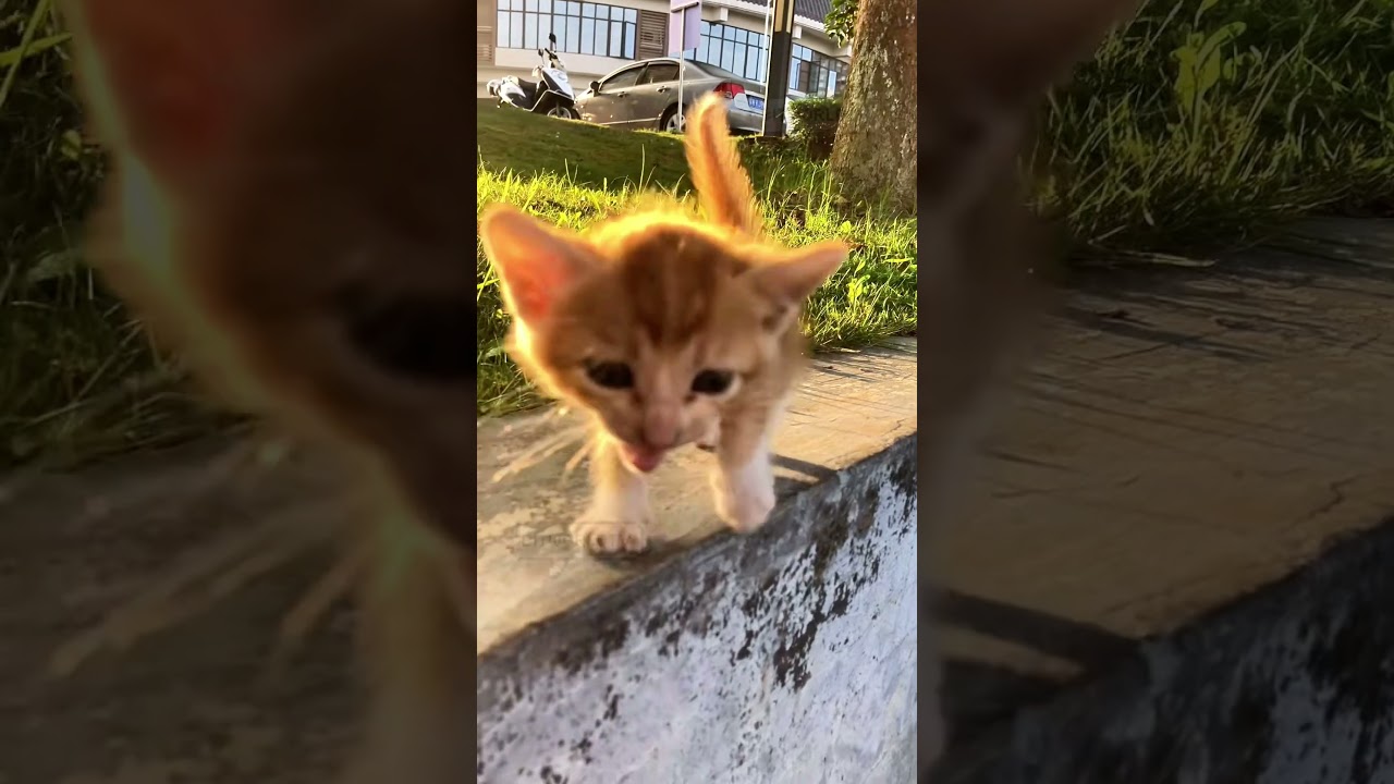 Настоящая причина, по которой бродячие котята следуют за вами