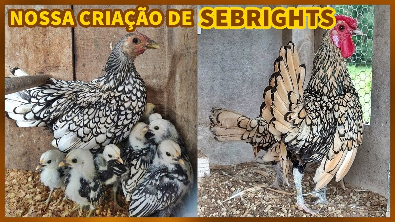Nosso plantel e características da raça SEBRIGHT (prata, lémon e dourada) | Coração Campeiro