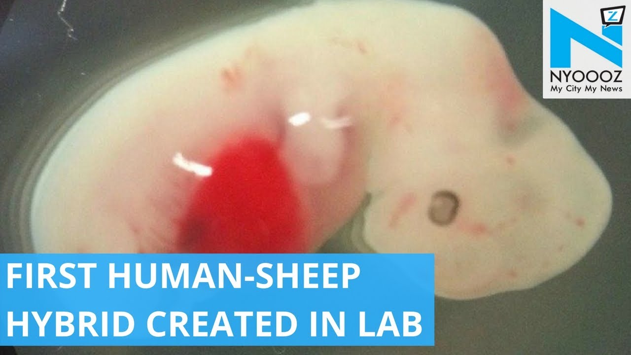 Scientists Create First Human-Sheep Hybrid | New Advancements in Science | NYOOOZ TV