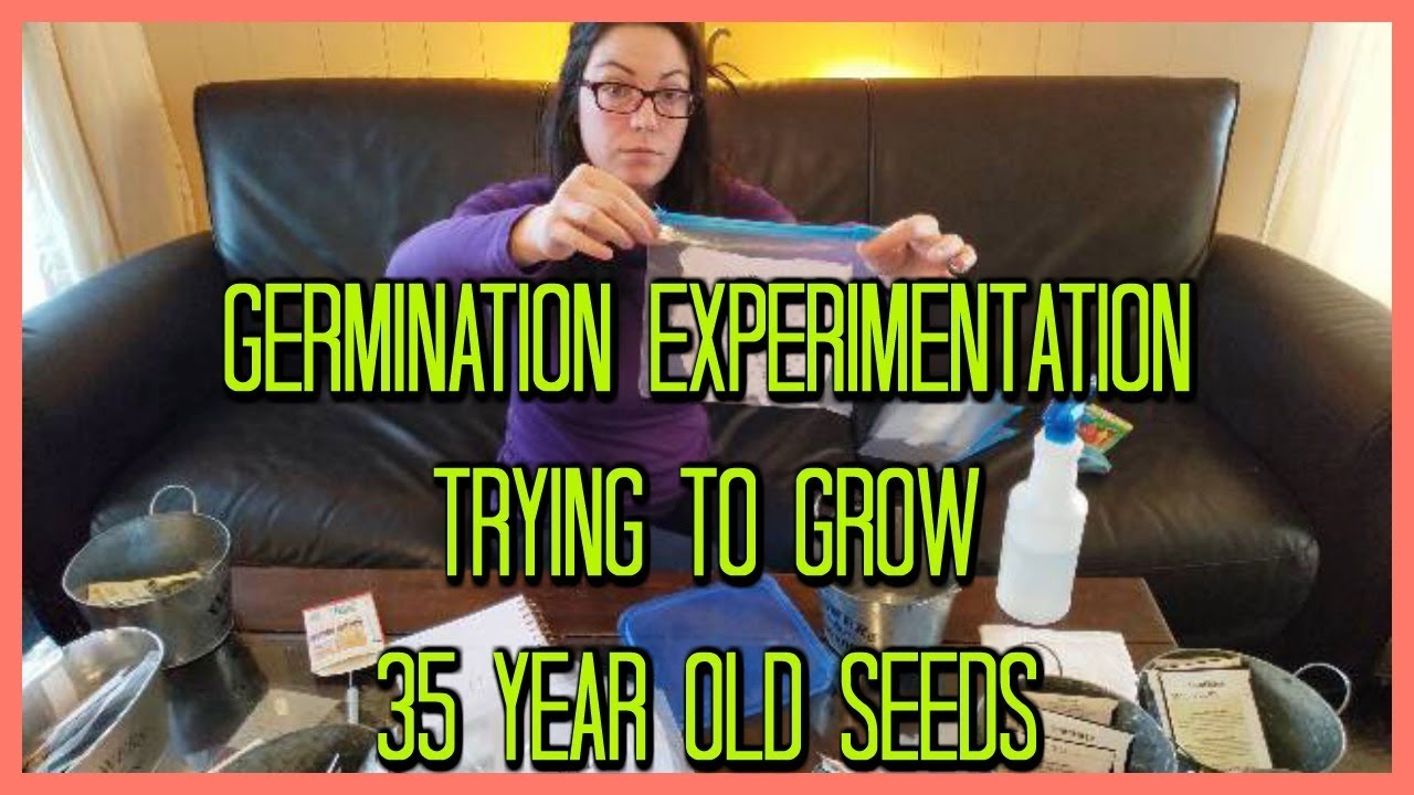 Germination Experimentation - 35 Year Old Seeds!