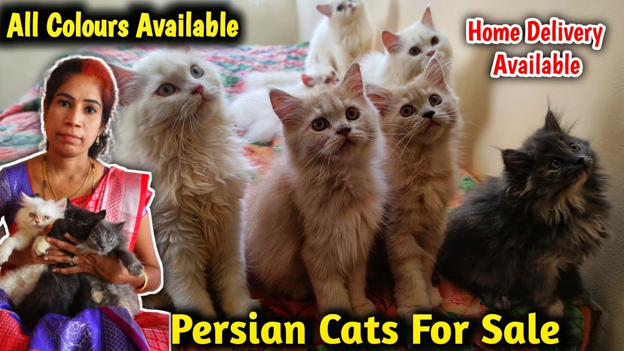 ₹5999 முதல் Persian Cat | யாராலும் தர முடியாது இந்த விலையில் Delivery Available