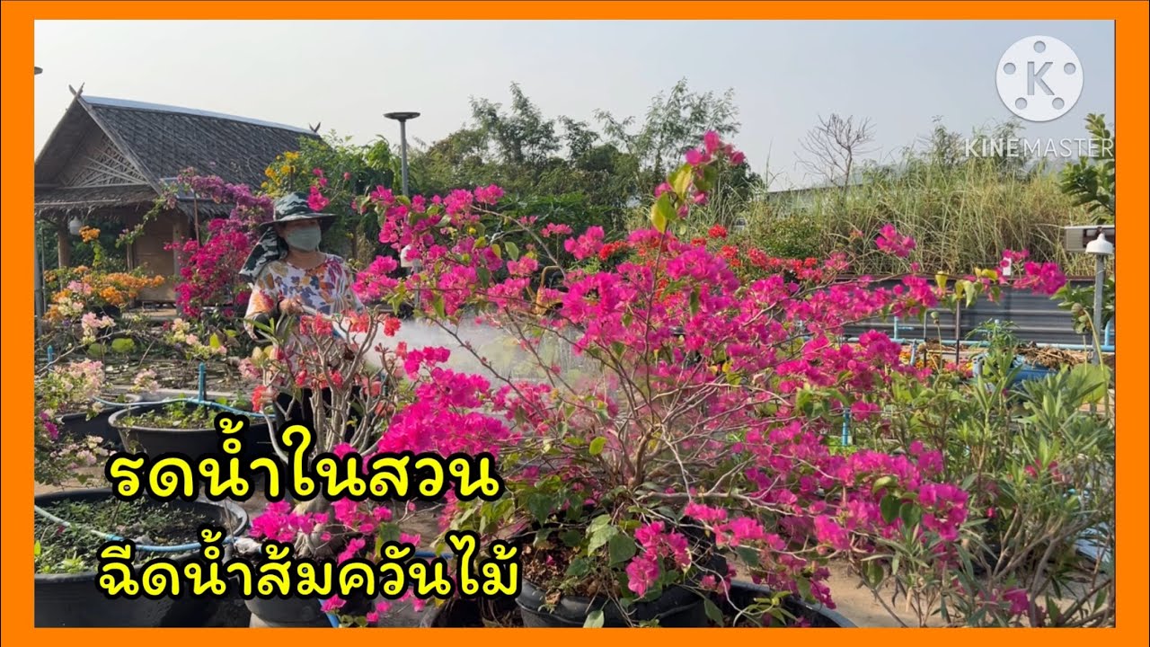 รดน้ำในสวน ฉีดน้ำส้มควันไม้🪴🪴🪴