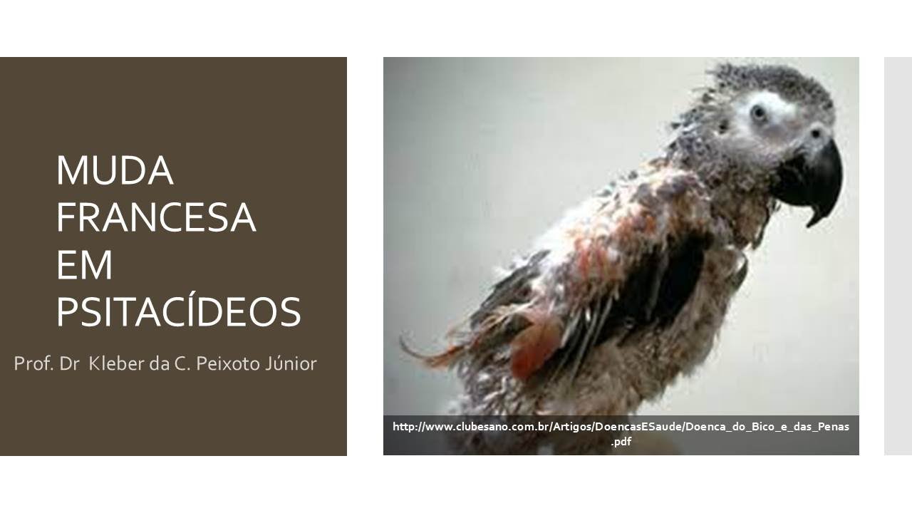 CIRCOVÍRUS EM AVES - MUDA FRANCESA DOS PERIQUITOS OU DOENÇA DO BICO E PENAS EM PSITACÍDEOS