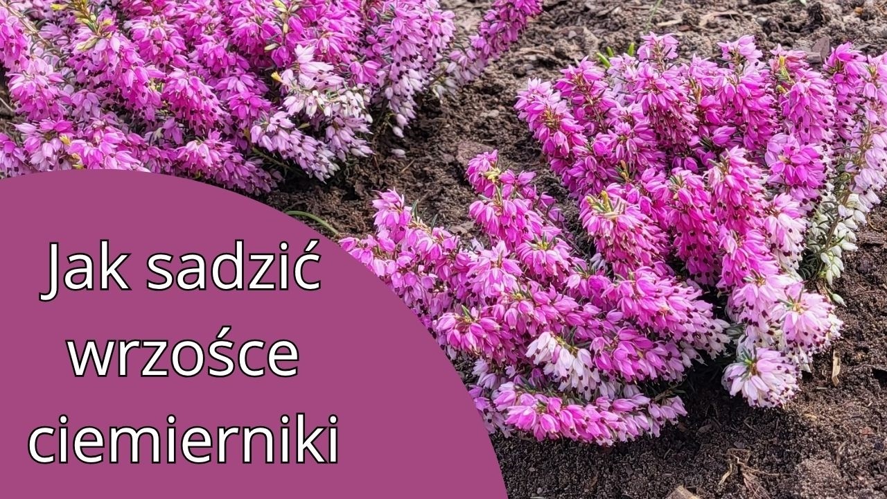 Sadzę ciemierniki i wrzośce  🌺🌺🌺ŻURAWKI po zimie